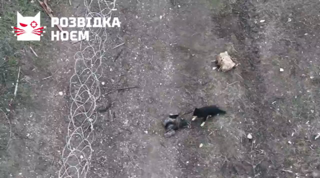 NSFL：犬がロシア兵の遺体を掴む、日付も場所も不明。