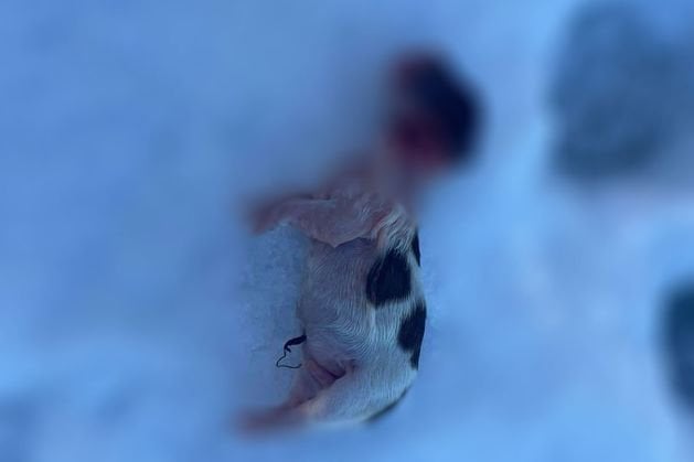 「こんな卑劣なことをできる人間がいると考えると恐ろしい」―喉を切られた子犬の袋がカーローで捨てられているのが見つかる