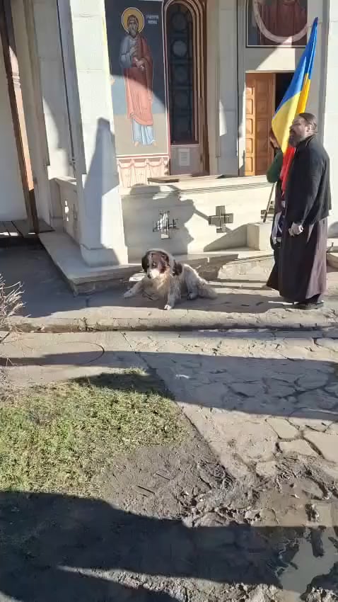 爆竹に怯えた犬が修道院の中庭に避難した