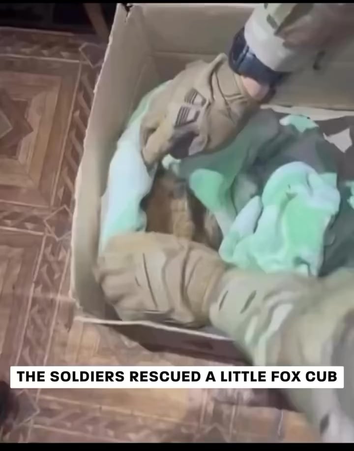 ウクライナ兵士が子キツネを救出