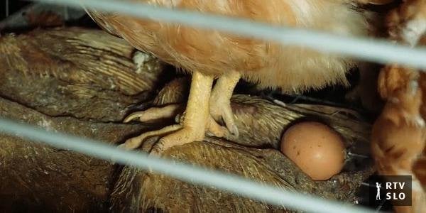 鶏が動物の死骸に卵を産む衝撃的な映像