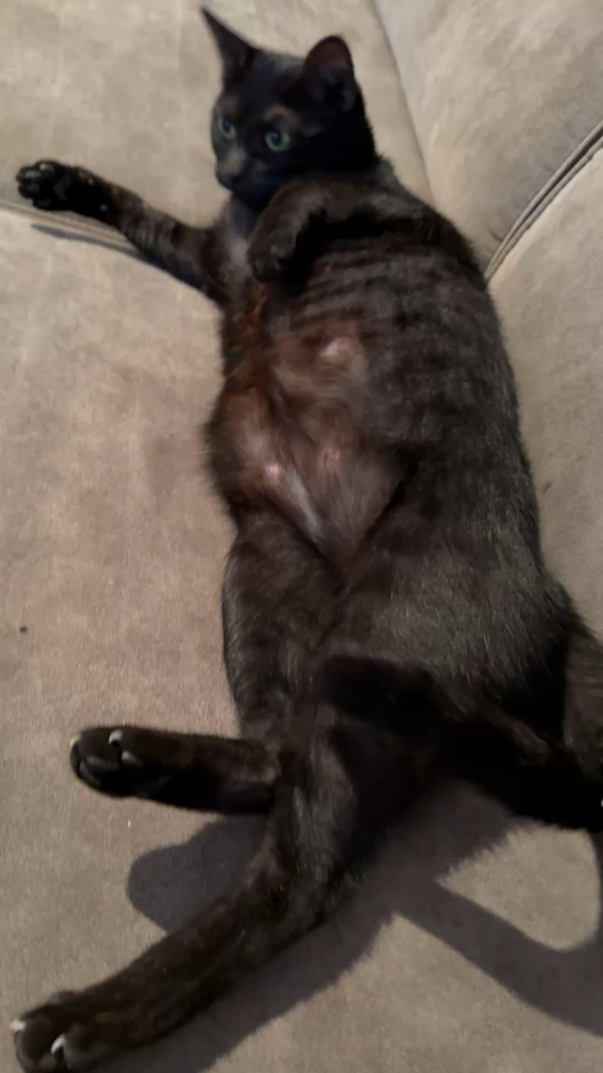 可愛いメス猫のお家探し中！