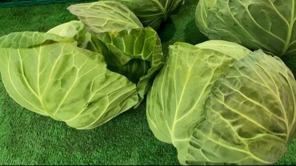 高騰続くキャベツ「一玉1000円」の時代に…格安“キャベツ”求め神奈川県の直売所には市外から来る人も お好み焼き店では“代替品”で対抗｜FNNプライムオンライン