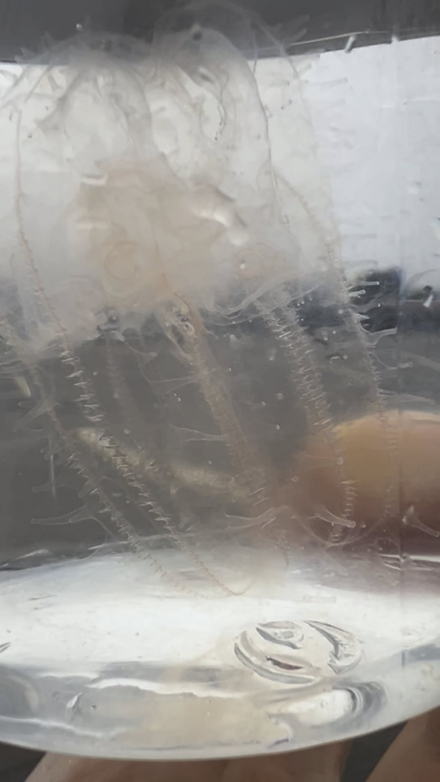 トビソウの在来種、Leucothea multicornis