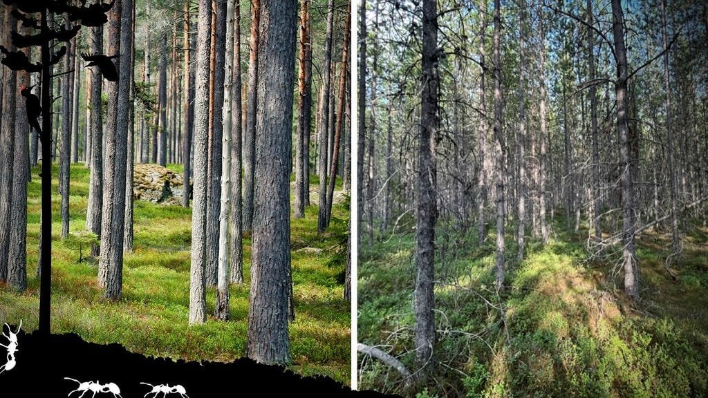 外来種のマツが森の生態系を変える様子