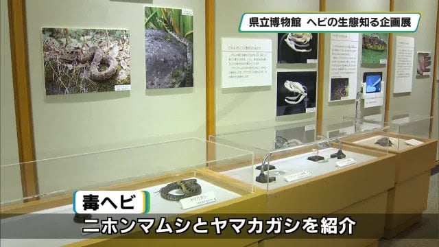 ヘビが嫌いな人も生態を知って 栃木県立博物館で企画展「ヘビなんて、キライ！」