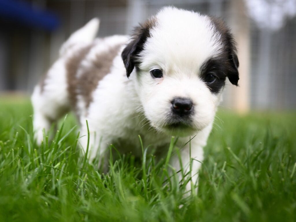 スイス、「若すぎる」子犬の輸入を禁止