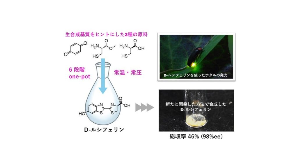 "ホタルの光"を簡便に合成する方法を開発！ ～病原菌の検出などに使う発光物質ルシフェリンを環境にやさしく製造～ - 名古屋大学研究成果情報