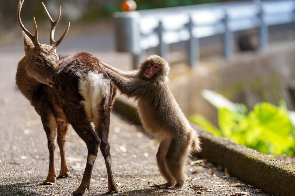 サルがシカと獣姦