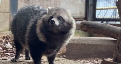 川崎・夢見ケ崎動物公園で年賀状コンクール 25年の人気は“美タヌキ”か…優秀賞に「餌作り」も
