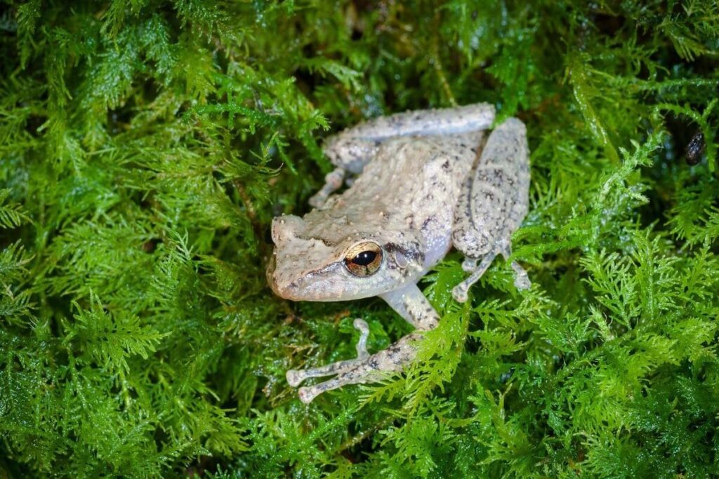 世界的ラッパーがカエルの歌をつくる、プエルトリコのコキガエル