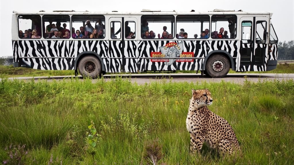 ベークセ・ベルゲンさん、チーターとの危険な状況を受けて車のルートを調整