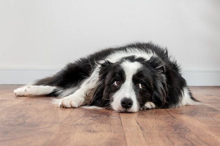 犬がだす「さみしさ」のサインとは？行動の変化を見逃さず、早めの対応を