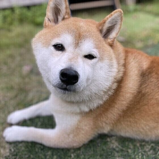 犬のひとり時間に関するQ&A「愛犬と離れる時間も必要」