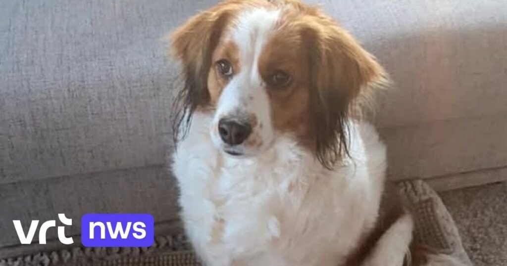 ディーペンベークの犬キラ、花火の大爆発で逃走、高速道路で轢かれる