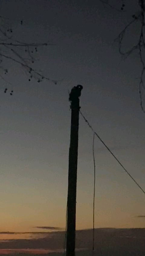 ソボボタ