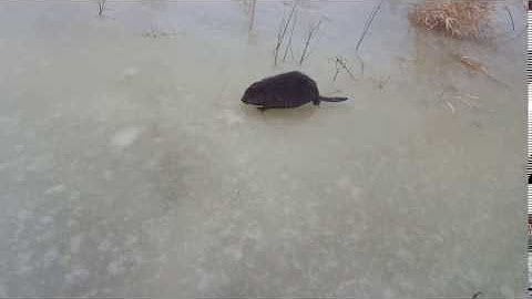 ポーランド人が動物に遭遇するビデオ