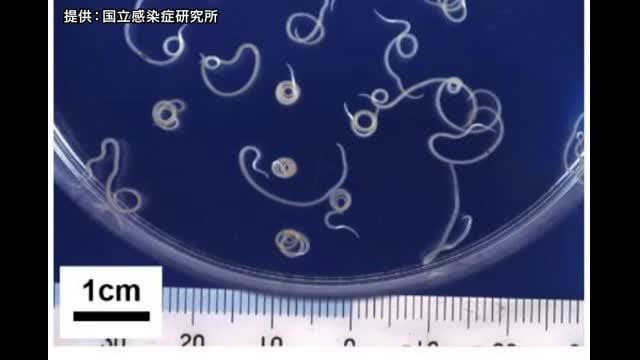 ◯ンコのたたき食べた男性の胃からアニサキス 腹痛が悪化…受診して判明 販売した鮮魚店１日間営業停止に
