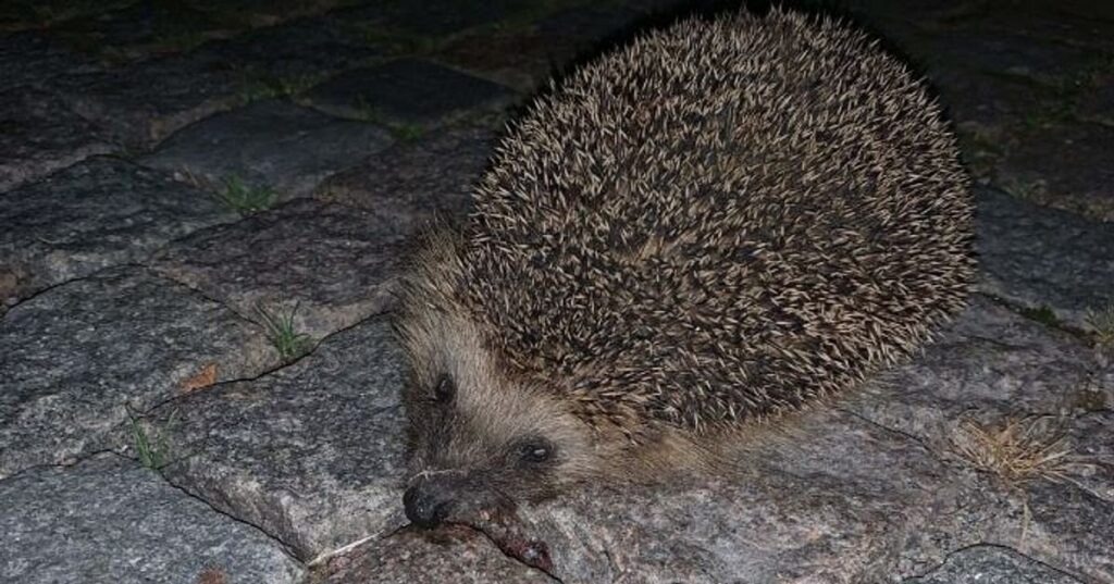 カルマルでハリネズミを蹴り殺した容疑で男性が告発－正当防衛を主張