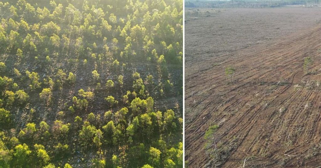 スカネ北部の26ヘクタールの沼地は泥炭になることができます-off- 20年先