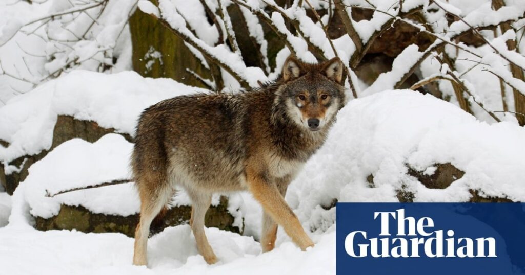 スウェーデン、絶滅危惧種の動物の個体数半減を目指してオオカミ狩りを開始 | スウェーデン野生動物