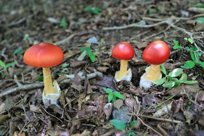 道に完熟トマトが落ちていると思ったら…… 意外な正体にビックリ「合成と言われたら信じる」「1000度の鉄球かと」