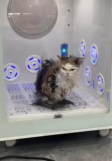 にゃーんちゃん