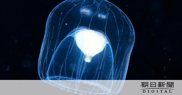 ガラス玉のような新種クラゲを発見 触手なく エサの取り方は謎