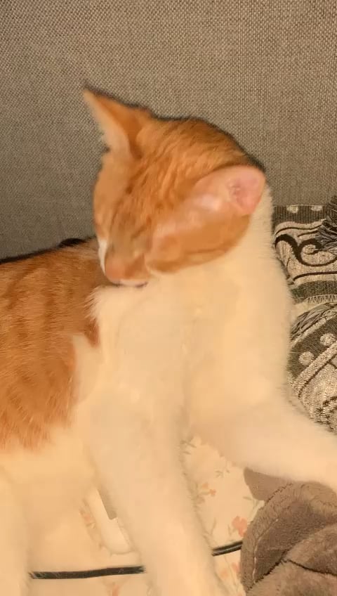 養子縁組ポスト 🐾 (ワルシャワ)