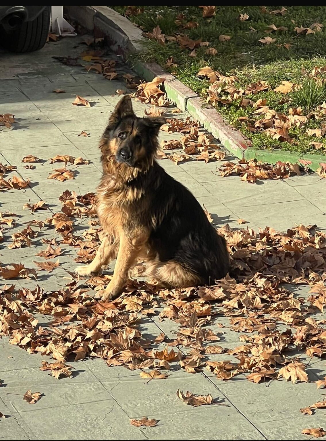 私の犬が犬小屋の手にかかって死んでしまったのですが、どうすればいいのかわかりません。