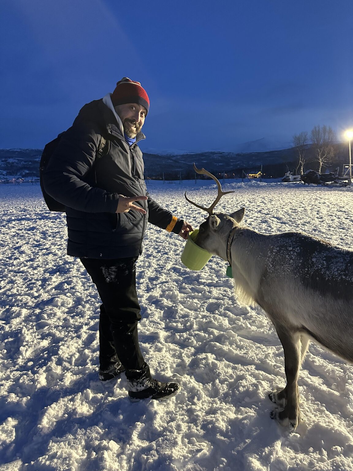 トロムソのトナカイの餌やり