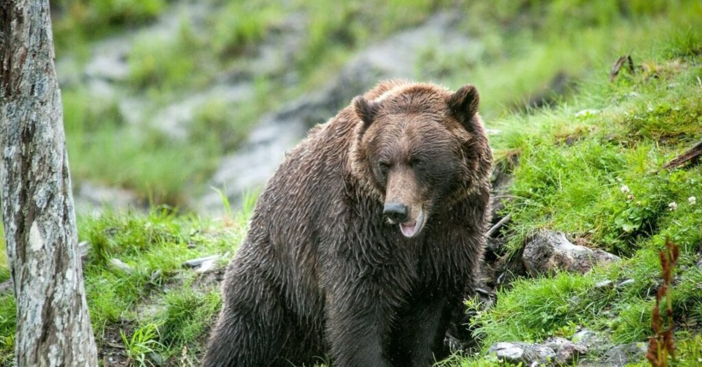 ゴルスキ・コタルの敷地にクマが侵入し、「雨戸を破り、窓を割り、ハムを盗んだ」。損害額は730ユーロです！」