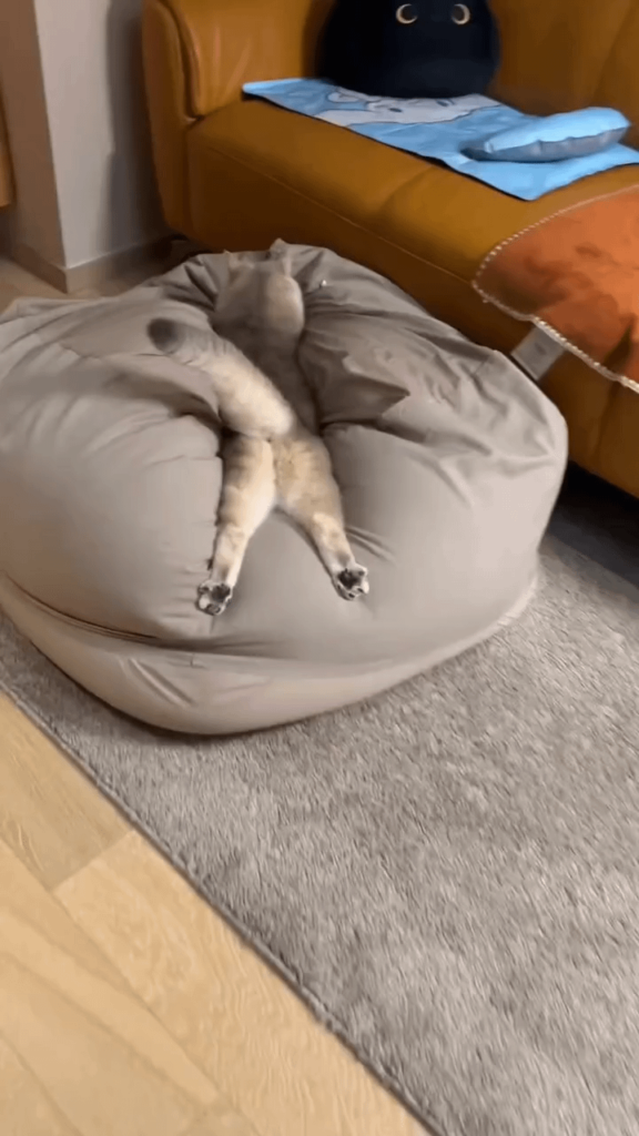 にゃーんちゃん