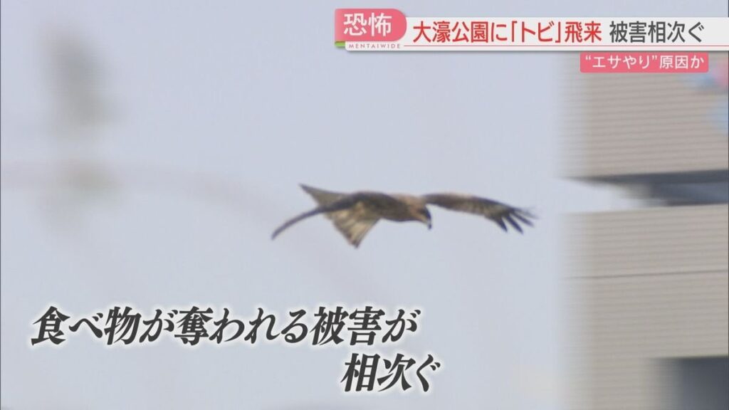 「とられた瞬間に引っかき傷」大型の鳥トビに食べ物を奪われる被害相次ぐ 公園でのエサやりが原因か