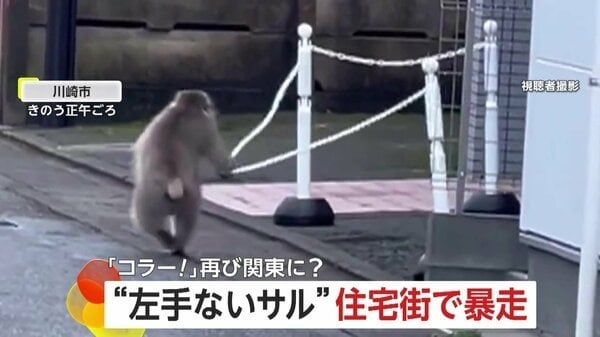 “左手ないサル”が川崎の住宅街で暴走…山梨・神奈川・東京で目撃情報相次ぐ 同一個体なら20日間で約100kmも移動か｜FNNプライムオンライン