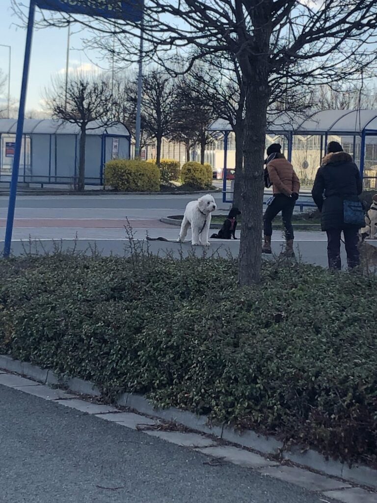 犬種を知っていますか？