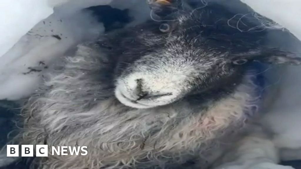 ガルティー山脈：牧羊犬が雪に埋もれた羊を救出