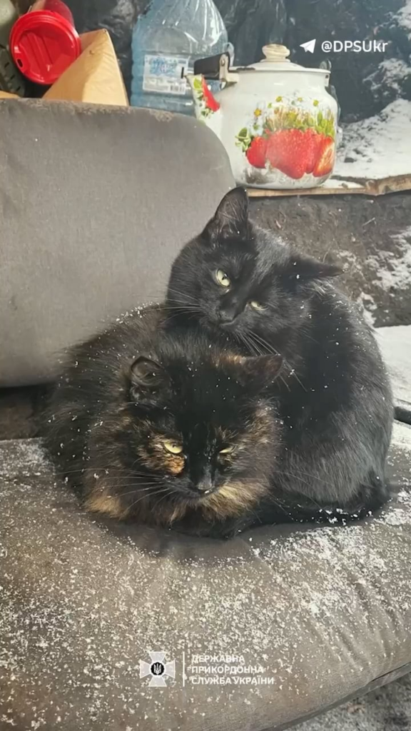 ハリコフ地方では、ある猫が部隊の一員となり、子猫を連れてきた。現在では、ネズミ捕りだけでなく、役職を保持している人たちのサポートにもなっています。