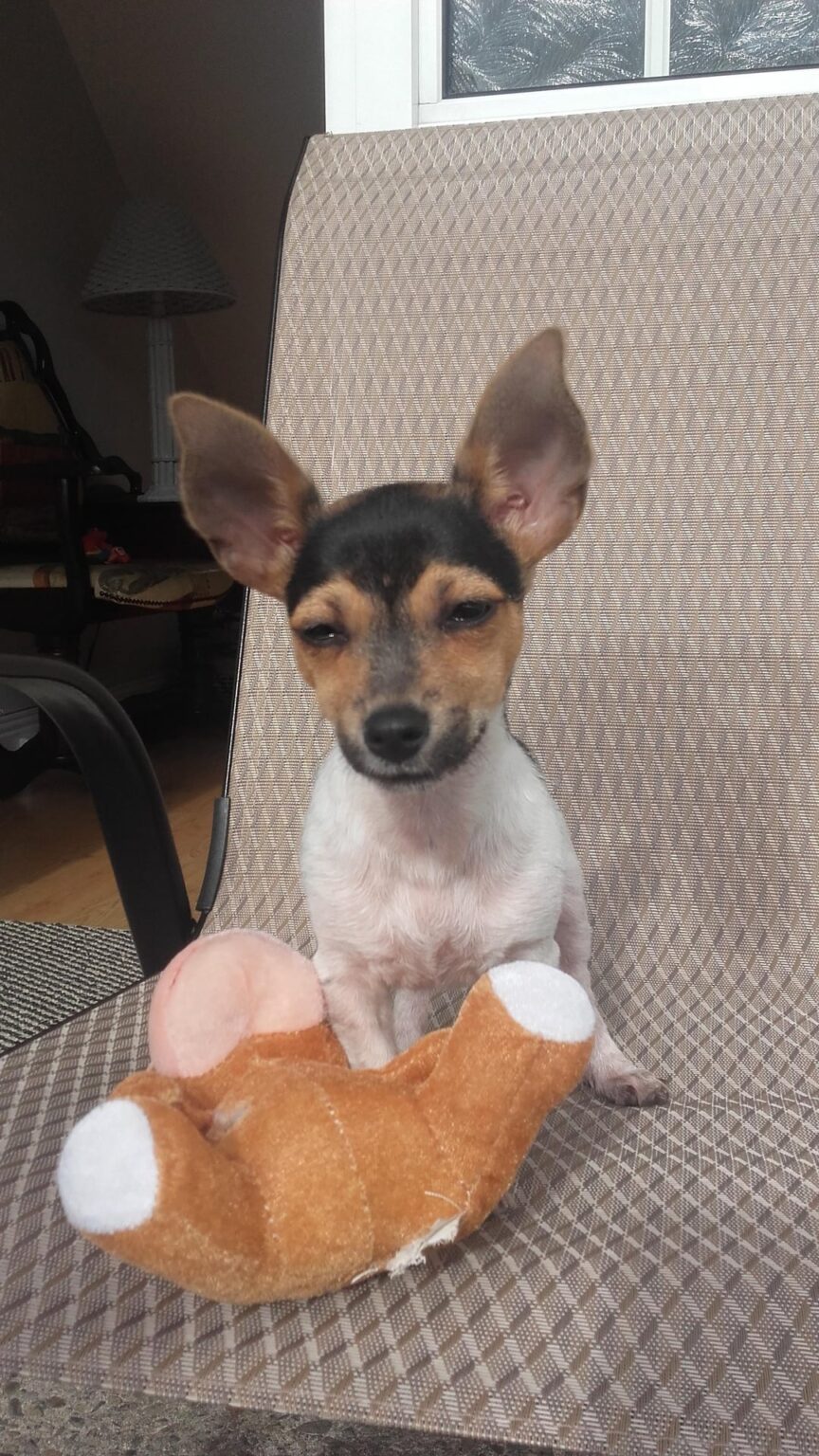 世界はちょっとクレイジーです。犬の写真を投稿してバランスを取ります。