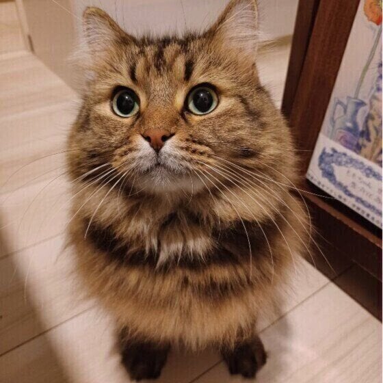 猫から「シャー！」されたらどう返す？　対処法や、やめさせ方を解説