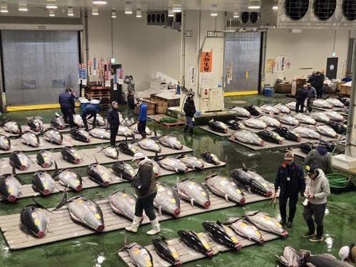 豊洲市場で生ホンマグロ初競り 一番マグロは青森・大間産２億700万円！過去２番目の高値