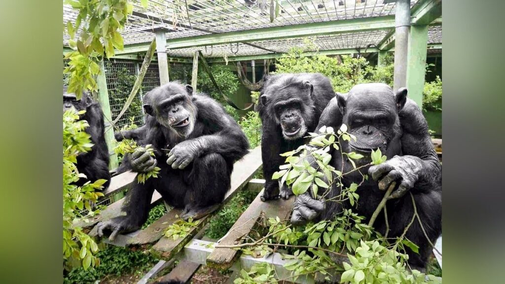 チンパンジーは「つれション」ならぬ「つられション」…無防備な行動を一緒にして関係性強化か