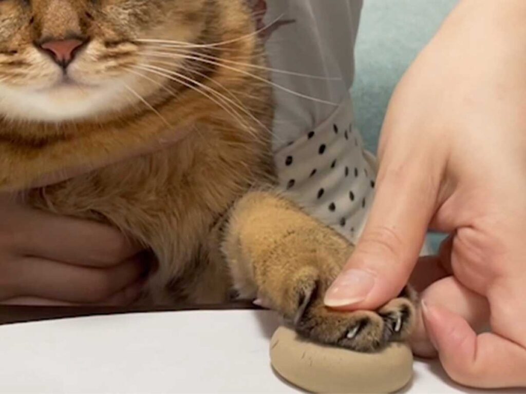 連帯保証猫