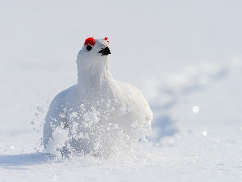 ラップランドで雷鳥を観察