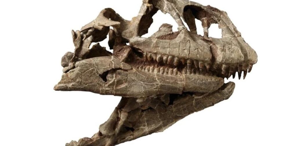 中国で見つかった｢巨大な恐竜の頭蓋骨｣は巨大な新種と判明