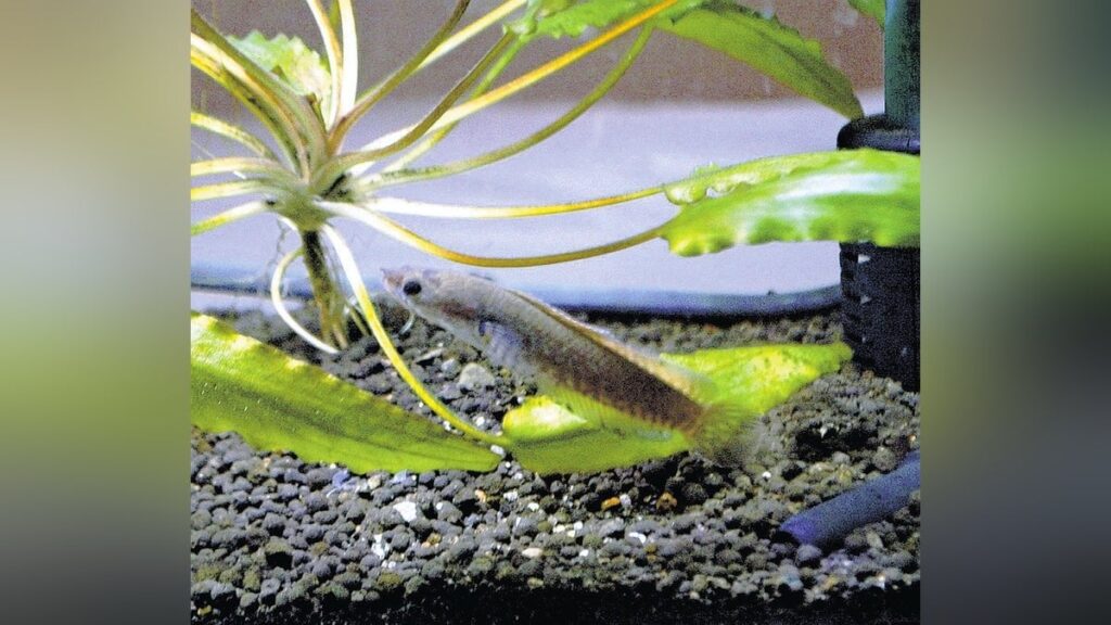 熱帯魚ですが…干支にちなんで「レインボー・スネークヘッド」、高知・四万十で展示