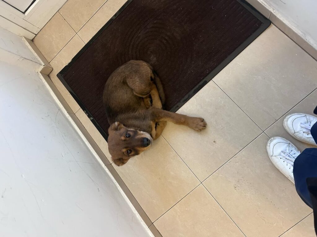 小さな子犬のお家を探しています