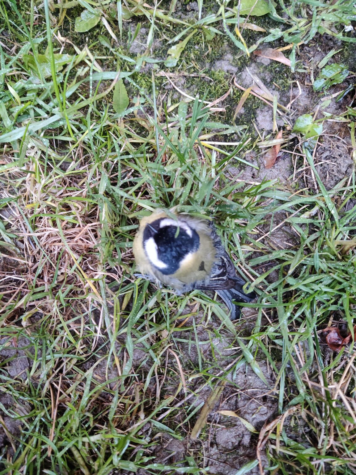地面にシジュウカラを見つけました
