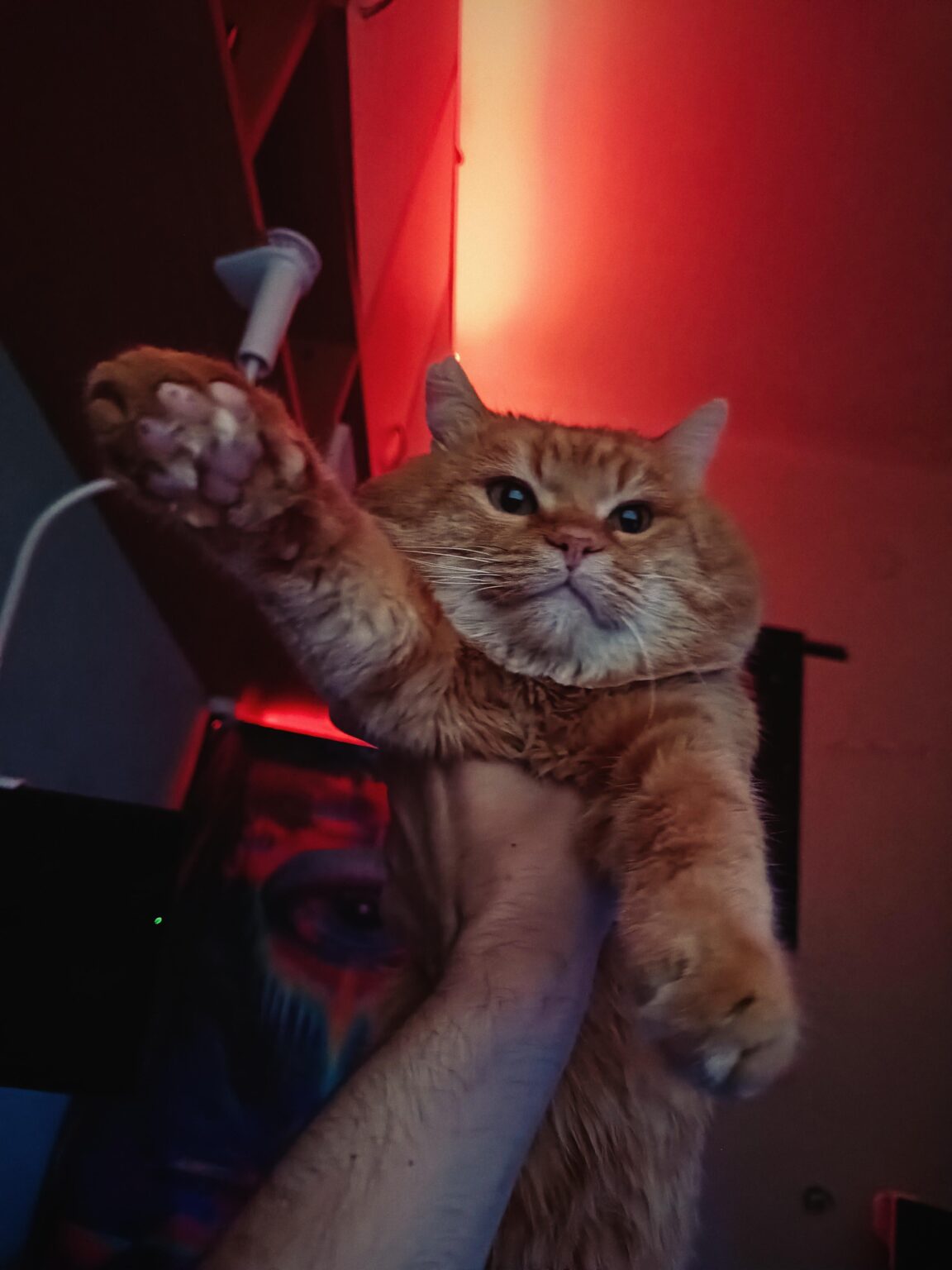 🙋