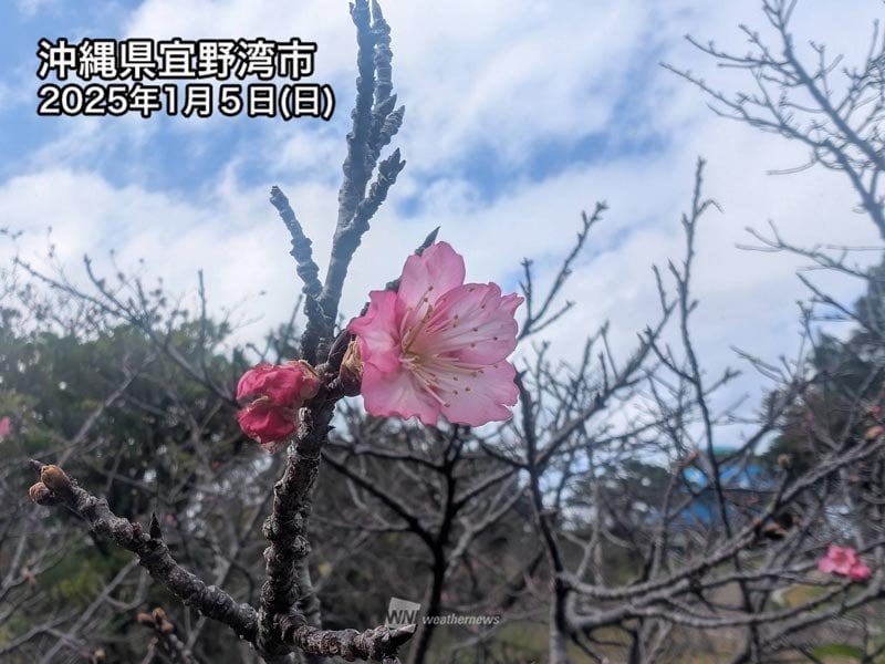 沖縄で桜が開花 那覇でヒカンザクラの開花発表